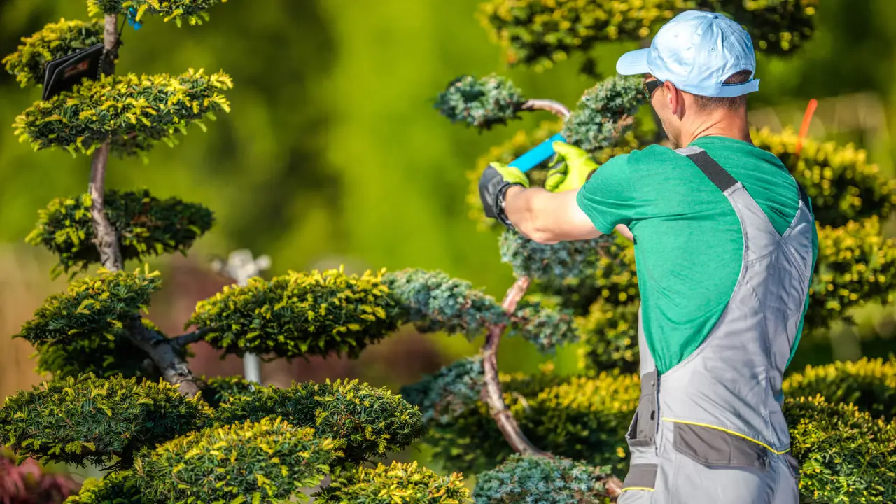 Man Trimming Decorative Tree in Sunny Garden