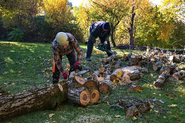 Men Cutting Wood with Chainsaws on Grassy Lawn