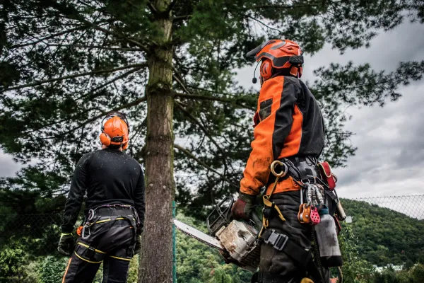Rear view of arborist men with chainsaw cutting a tree, planning.