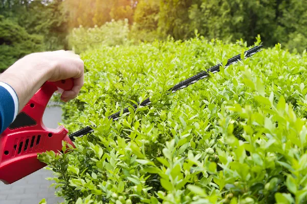 hedge cutting