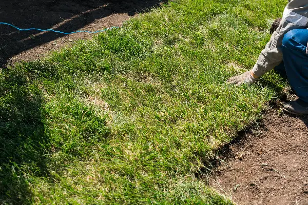 Close-up man laying grass turf rolls for new garden lawn